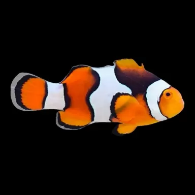 Amphiprion Percula | Coralandfishstore.nl