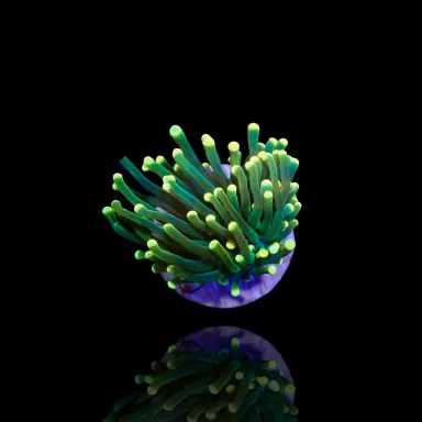 Euphyllia Glabrescens Ultra Green met gele tips kopen | Coralandfishstore.nl