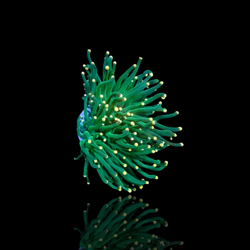 Euphyllia Glabrescens Ultra Green met gele tips kopen | Coralandfishstore.nl