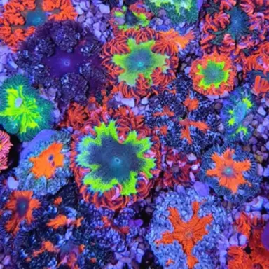 Epicystis Crucifer Vietnam bestellen? l Coralandfishstore.nl