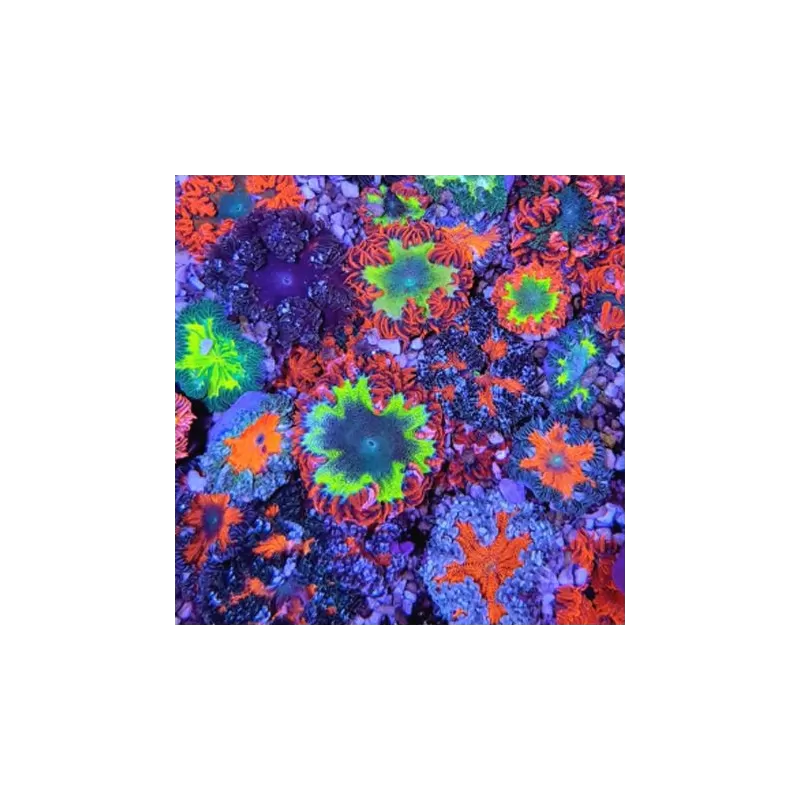 Epicystis Crucifer Vietnam bestellen? l Coralandfishstore.nl