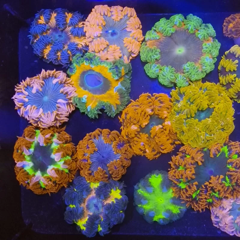 Epicystis Crucifer Vietnam bestellen? l Coralandfishstore.nl