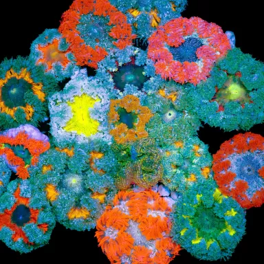 Epicystis Crucifer Vietnam bestellen? l Coralandfishstore.nl