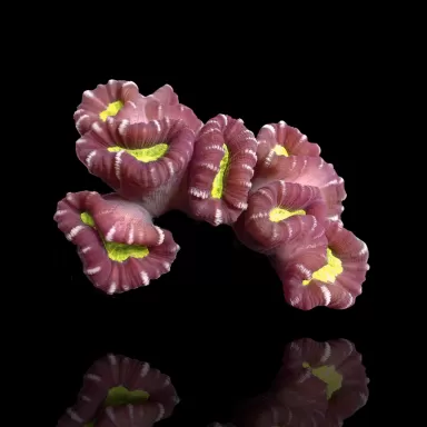 Caulastrea sp. Ultra Green bestellen ? l Coralandfishstore.nl