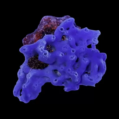 Haliclona sponge blue kopen? | Coralandfishstore.nl