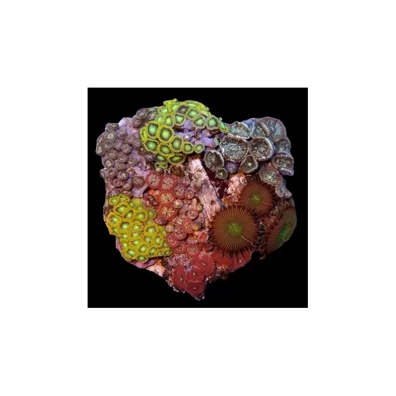 Zoanthus Garden Mix Buttons M-size bestellen ? l Coralandfishstore.nl