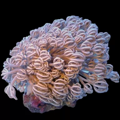 Kaufen Sie Xenia Umbelata Größe L | Coralandfishstore.nl