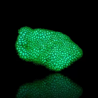 Leptastrea sp groen Kopen? | Coralandfishstore