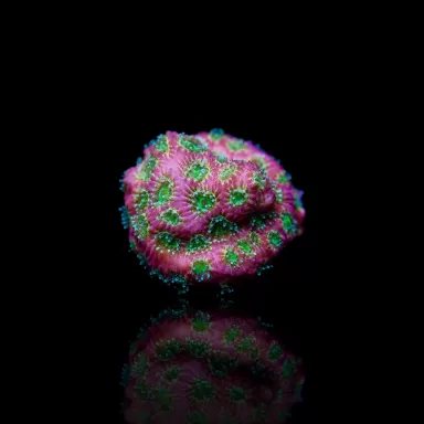 Kaufen Sie Favites sp Red M-Größe | Coralandfishstore.nl