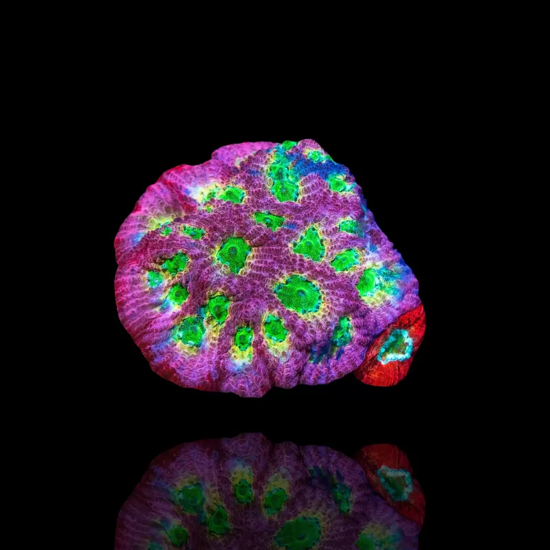 Kaufen Sie Favites sp Red M-Größe | Coralandfishstore.nl