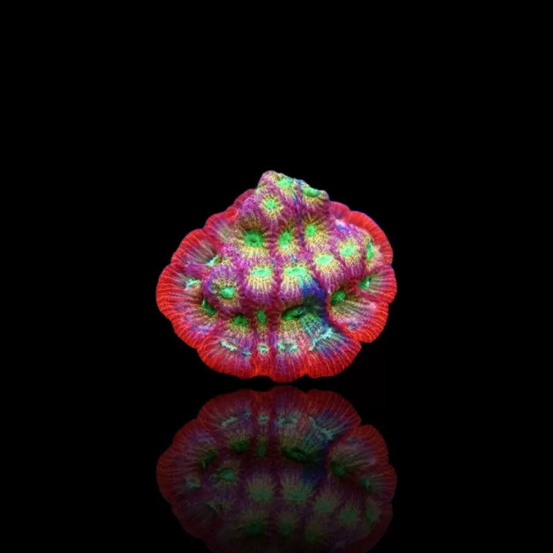 Favites sp Red M-size kopen | Coralandfishstore.nl