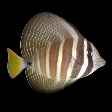 Zebrasoma veliferum kaufen?| Coralandfishstore.nl