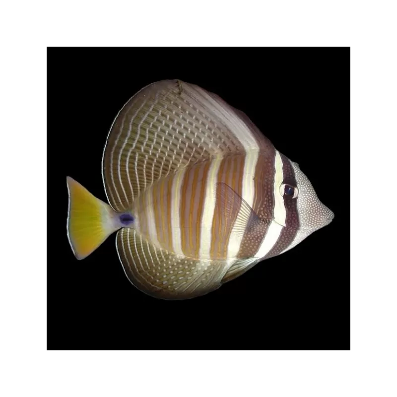 Zebrasoma veliferum| Coralandfishstore.nl