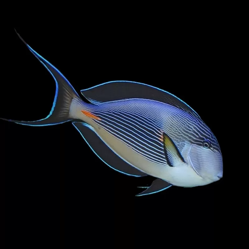 Acanthurus Sohal kaufen?| Coralandfishstore.nl