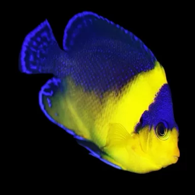 Holacanthus Venustus | Coralandfishstore.nl