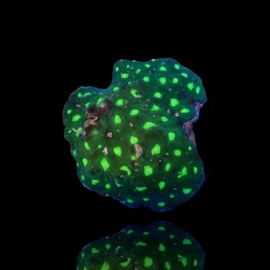 Favites Green S-size kopen | Coralandfishstore.nl