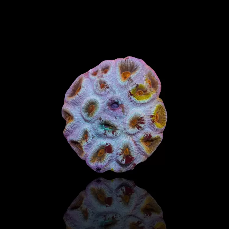 Barabattoia kopen ? | Coralandfishstore