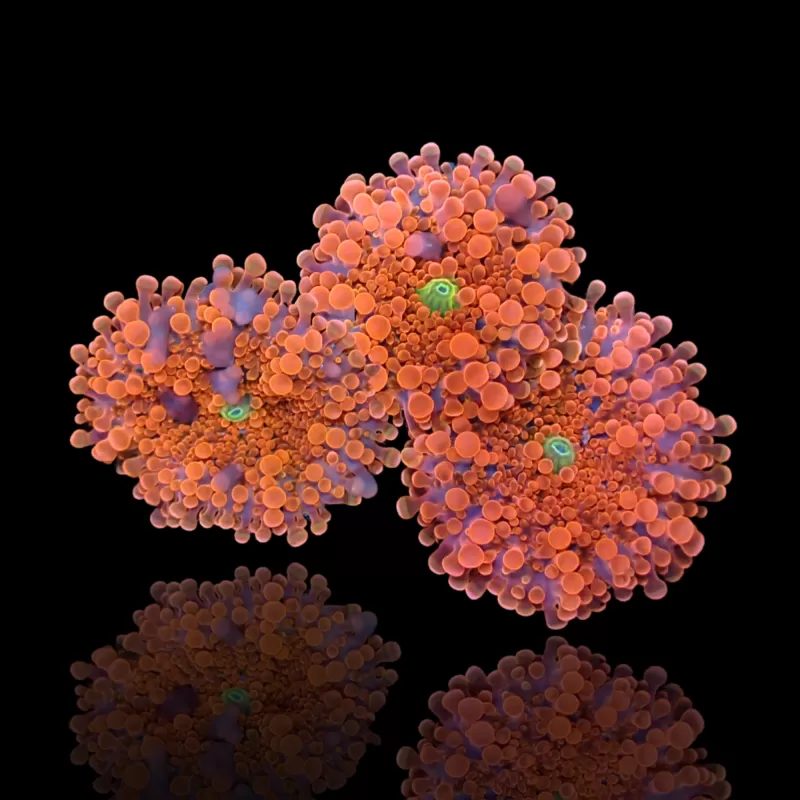 Kaufen Sie Ricordea Yuma Orange Rot mit grünem Herz | Coralandfishstore.nl