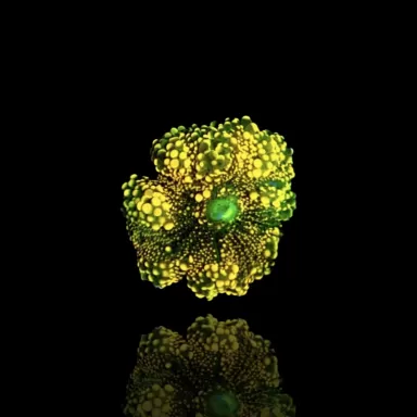 Kaufen Sie Ricordea Yuma Orange Rot mit grünem Herz | Coralandfishstore.nl