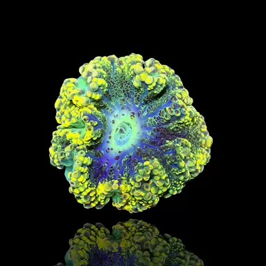 Ricordea Yuma yellow / gold kopen | Coralandfishstore.nl