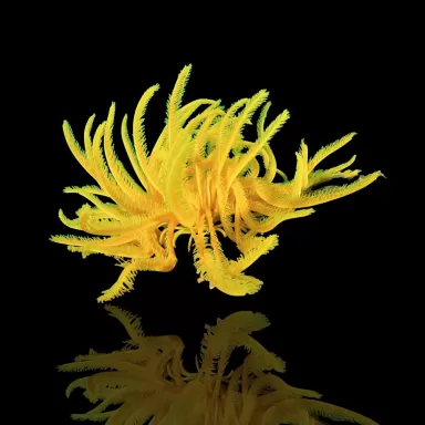 Comanthus sp. Grün/Gelb | Coralandfishstore.nl