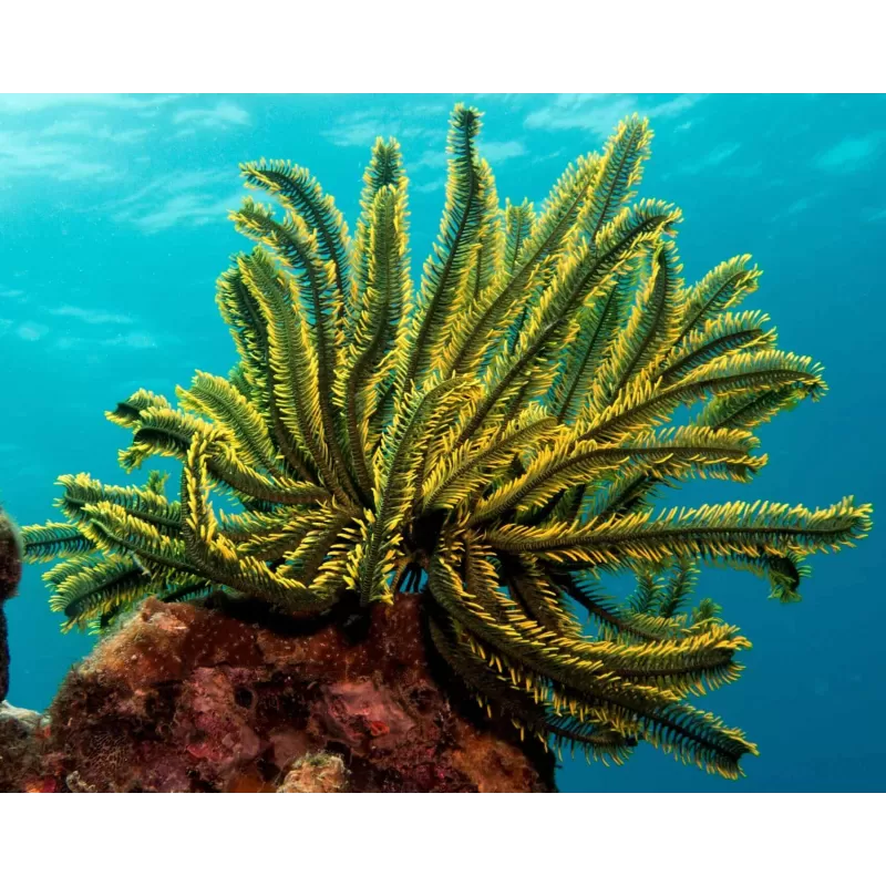 Comanthus sp. Grün/Gelb | Coralandfishstore.nl