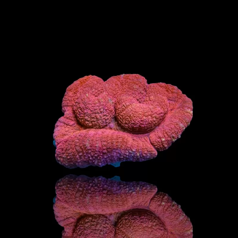 Lobophyllia sp. Red Australië kopen | Coralandfishstore.nl