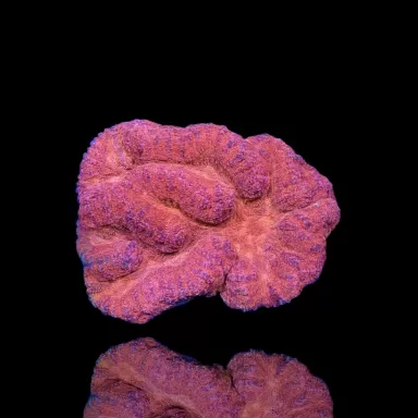 Lobophyllia sp. Red Australië kopen | Coralandfishstore.nl