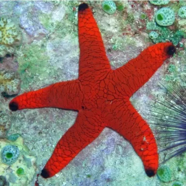 Fromia Indica - Indische zeester kopen? | Coralandfishstore.nl