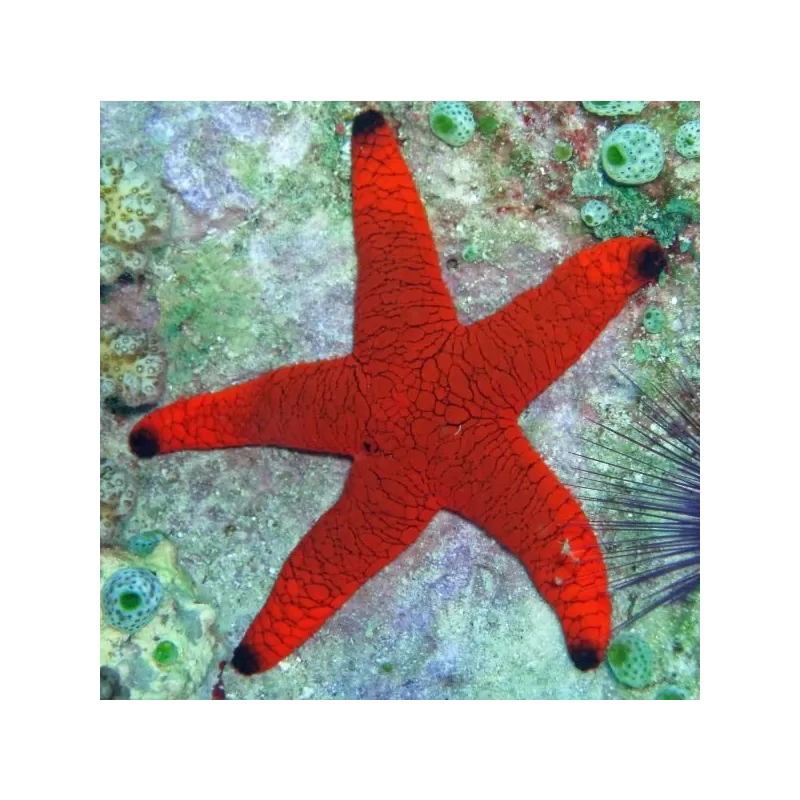 Fromia Indica oder bei uns bekannt als Indischer Seestern