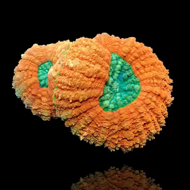 Lobophyllia sp. Möchten Sie Red Australia kaufen? | Coralandfishstore.nl