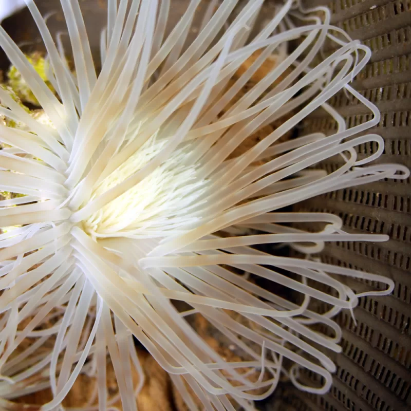 Cerianthus Membranaceus White bestellen ? l Coralandfishstore.nl