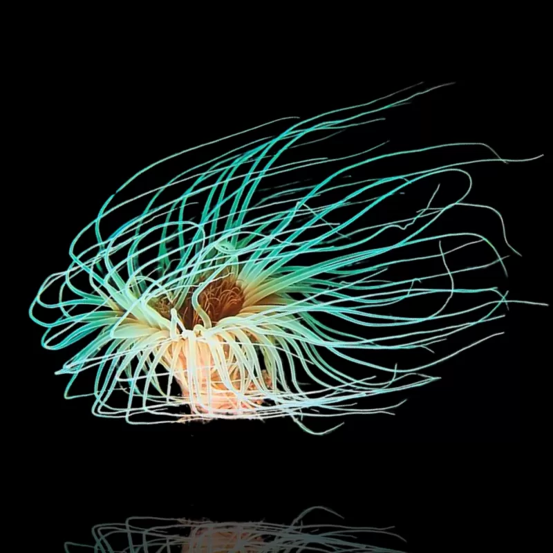 Cerianthus Membranaceus White bestellen ? l Coralandfishstore.nl