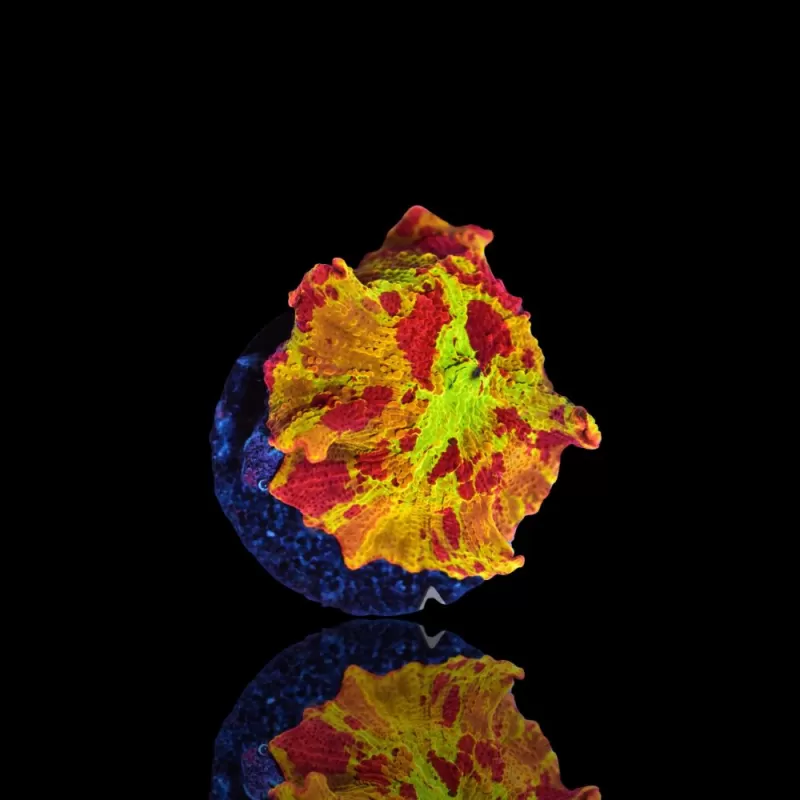 Kaufen Sie Discosoma Eclectus Jawbreaker | Coralandfishstore.nl