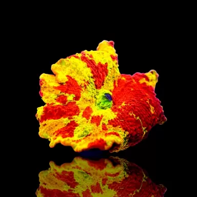 Kaufen Sie Discosoma Eclectus Jawbreaker | Coralandfishstore.nl