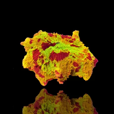 Kaufen Sie Discosoma Eclectus Jawbreaker | Coralandfishstore.nl