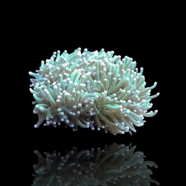 Euphyllia Glabrescens Groen / Licht groene tips kopen | Coralandfishstore.nl