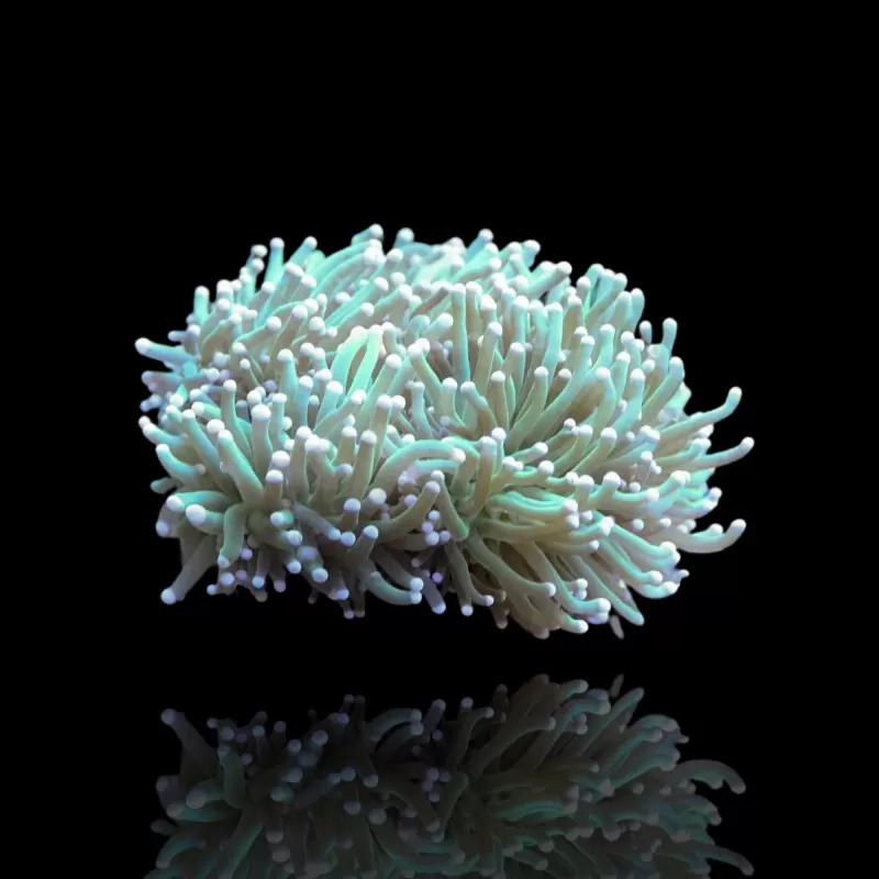 Euphyllia Glabrescens Groen / Licht groene tips kopen | Coralandfishstore.nl