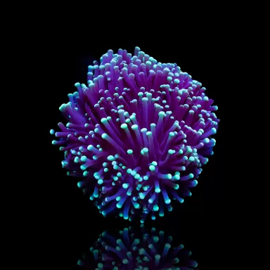 Kaufen Sie Euphyllia Glabrescens Black Torch | Coralandfishstore.nl
