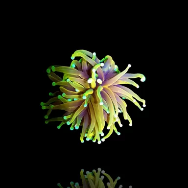Euphyllia Glabrescens Sun Of God Torch