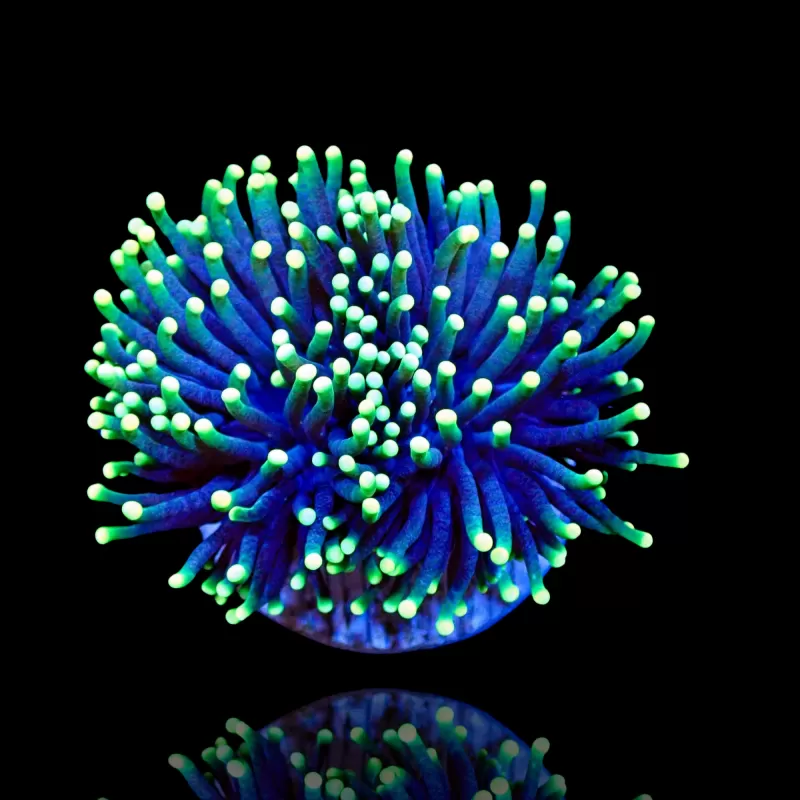 Kaufen Sie Euphyllia glabrescens Rasta | Coralandfishstore.nl