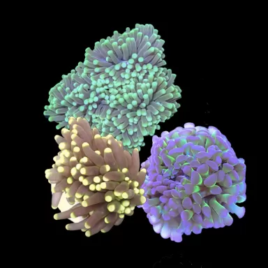 Euphyllia Pack ✔ Einfach online bestellen! ✔ Niedrigster Preis