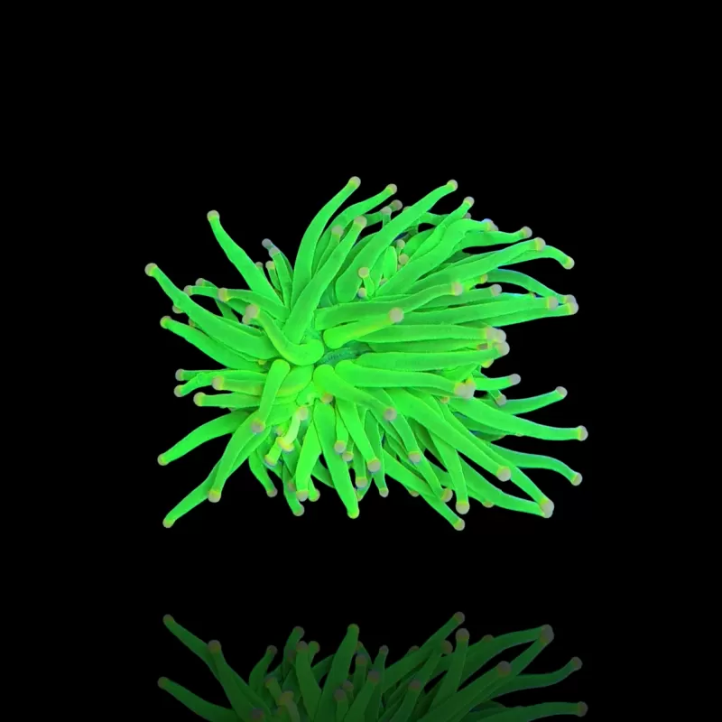 Kaufen Sie Euphyllia Glabrescens Ultra Pack | Coralandfishstore.nl