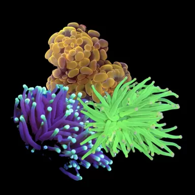 Kaufen Sie Euphyllia Glabrescens Ultra Pack | Coralandfishstore.nl