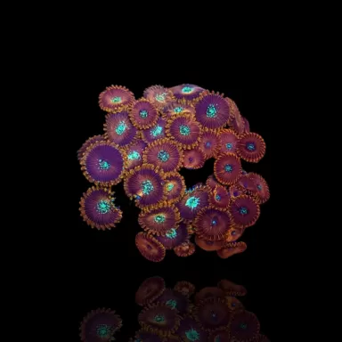 Zoanthus Magicians kopen | Coralandfishstore.nl