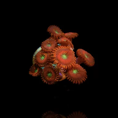 Kaufen Sie Zoanthus Bowser S-Größe | Coralandfishstore.nl