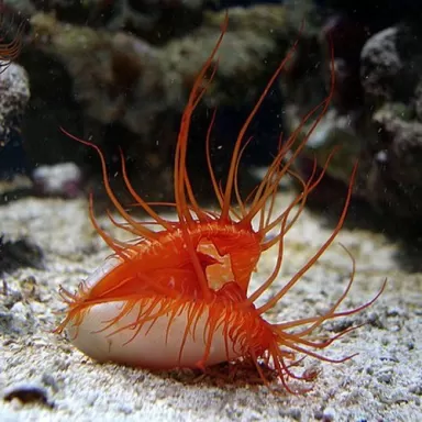 Möchten Sie Lima Scabra oder die Filetmuschel kaufen? | Coralandfishstore.nl