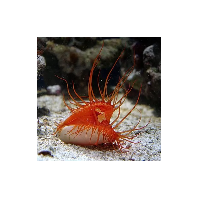 Möchten Sie Lima Scabra oder die Filetmuschel kaufen? | Coralandfishstore.nl