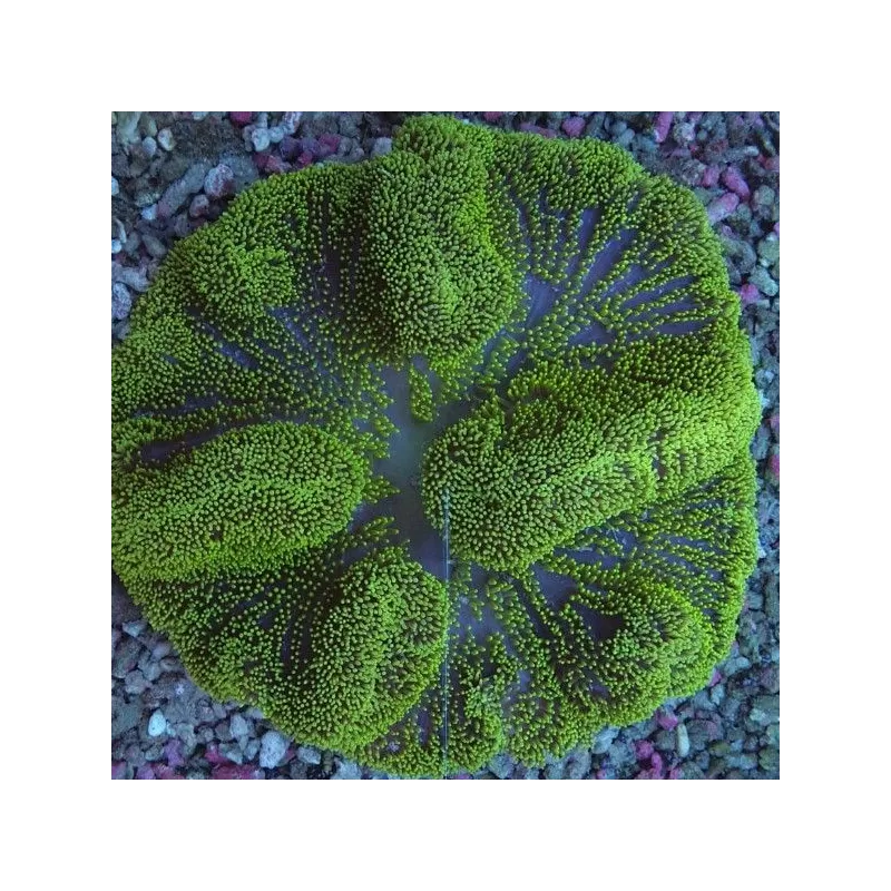 Stoichacti kenti green colored carpet anemone