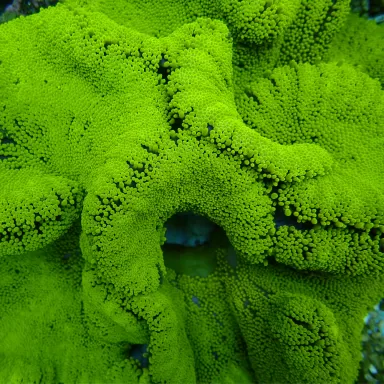 Stichodactyla Gigantea Green Carpet Anemone M-size